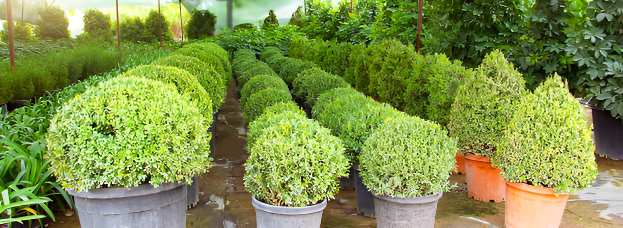 Lush green tropical leaves close-up