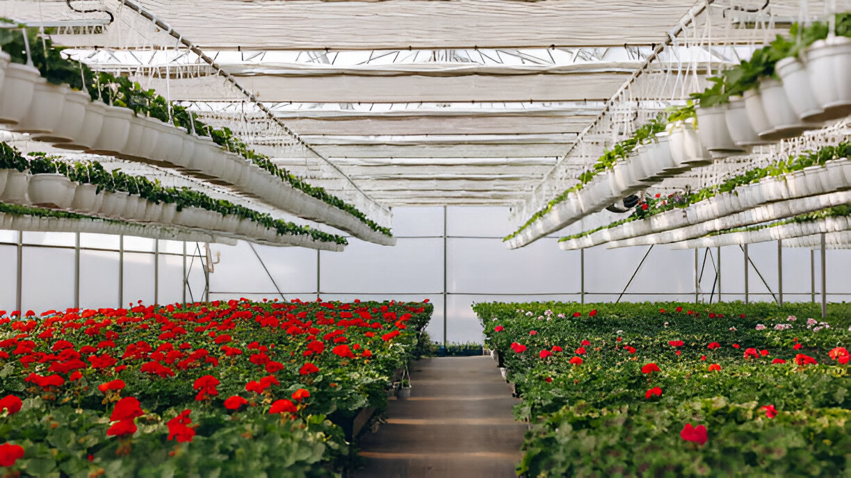 Wildflowers blooming on a hillside