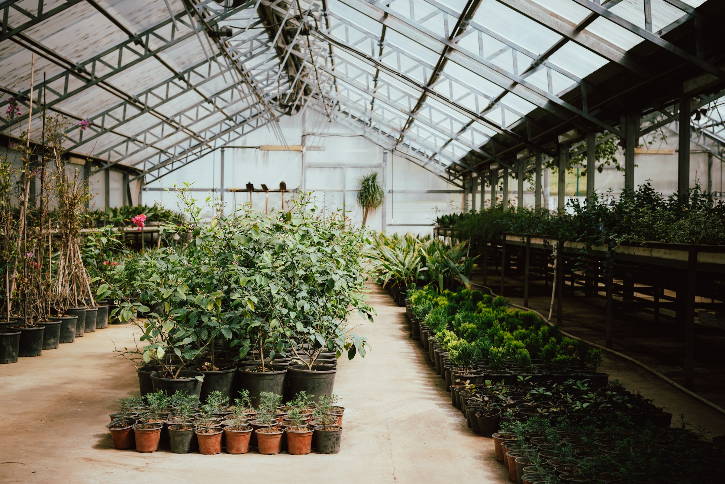 Potted plants arranged in a greenhouse