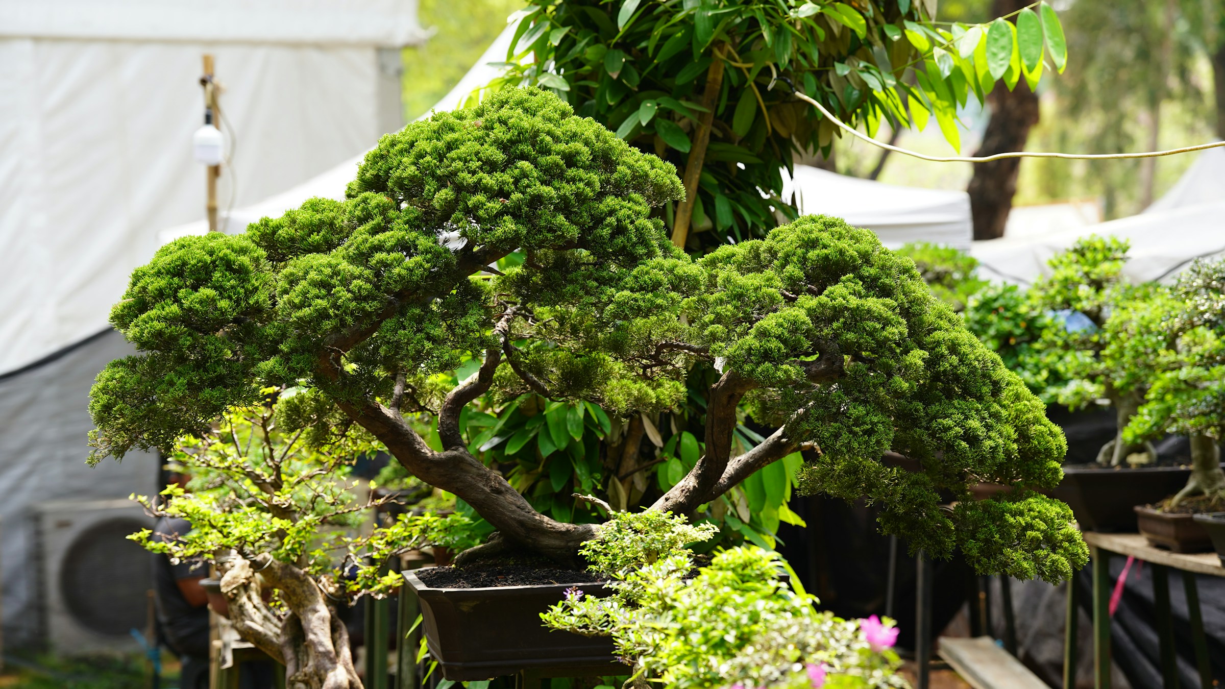 Close-up of succulent plant leaves